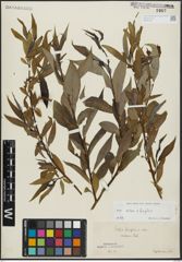 Foto von Salix alba L. x Salix fragilis L.